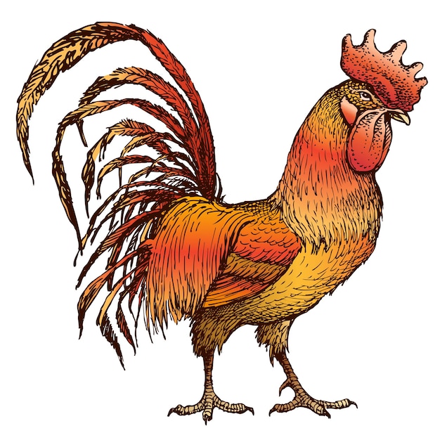 Hand drawing of red cartoon cock