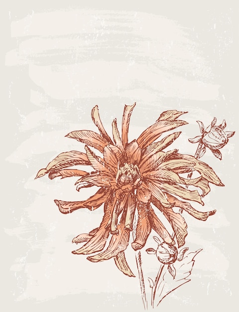 Hand drawing of red chrysanthemum on textured background