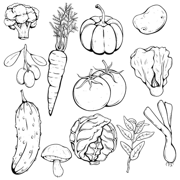 hand drawing set of fresh vegetables with tomato, pumpkin, cabbage