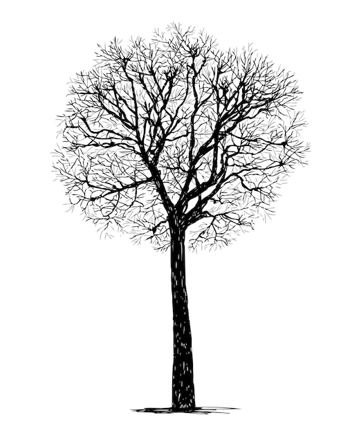 Hand drawing of silhouette bare deciduous tree in cold season