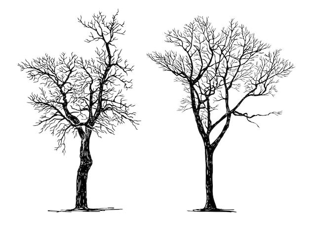 Hand drawing of silhouettes two bare deciduous trees