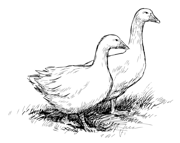 Hand drawing of two domestic white geese