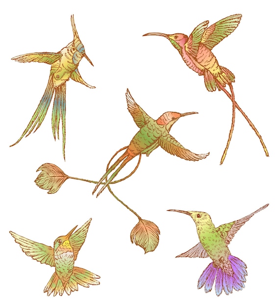 Vector hand drawing of various flying colorful hummingbirds