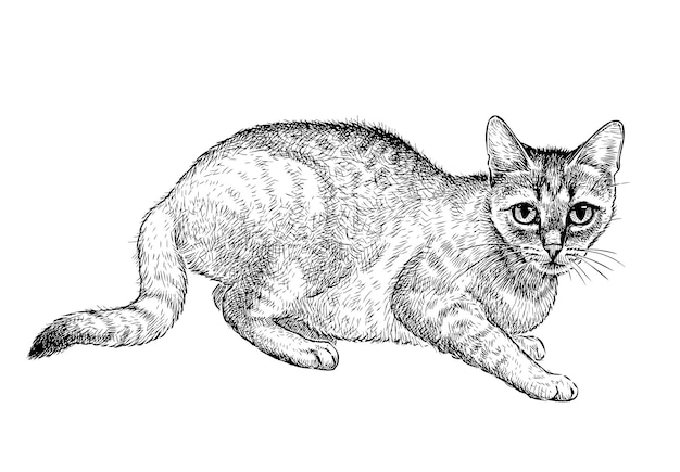 Hand drawing of young domestic cat