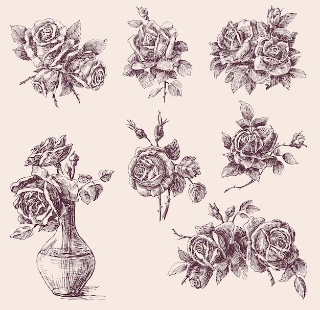 Hand drawings of beautiful delicate roses flowers