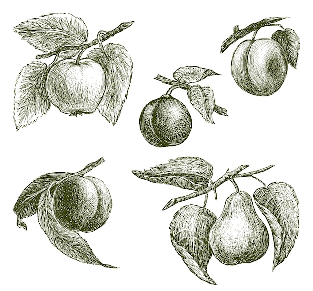 Hand drawings of various ripe fruits on branches