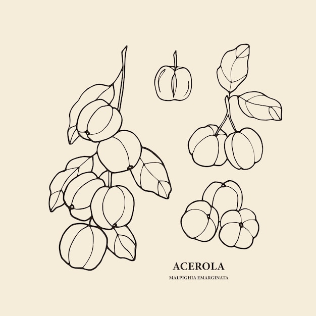 Hand drawn acerola tree illustration