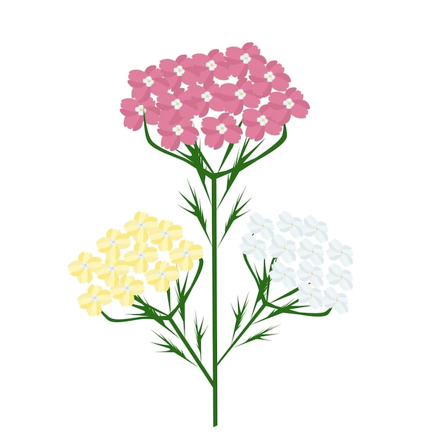 Hand Drawn of Achillea Millefolium or Yarrow Plants