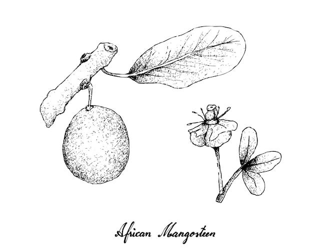 Hand Drawn of African Mangosteen