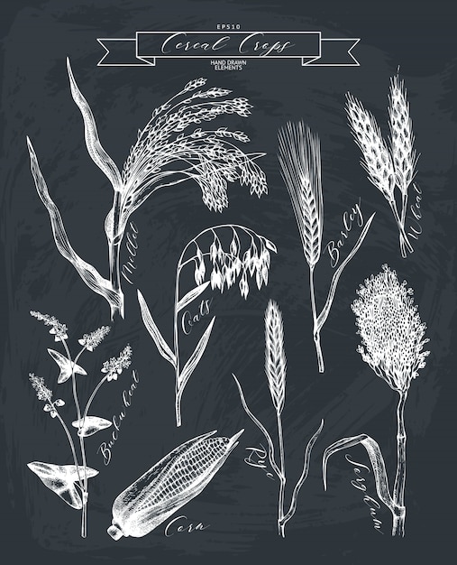 Hand drawn agricultural plants sketches.  Hand sketched cereals and legumes plants collection on chalkboard