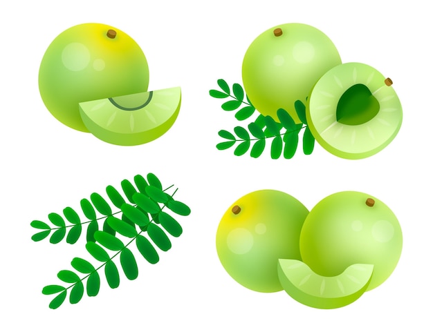 Hand drawn amla fruit elements