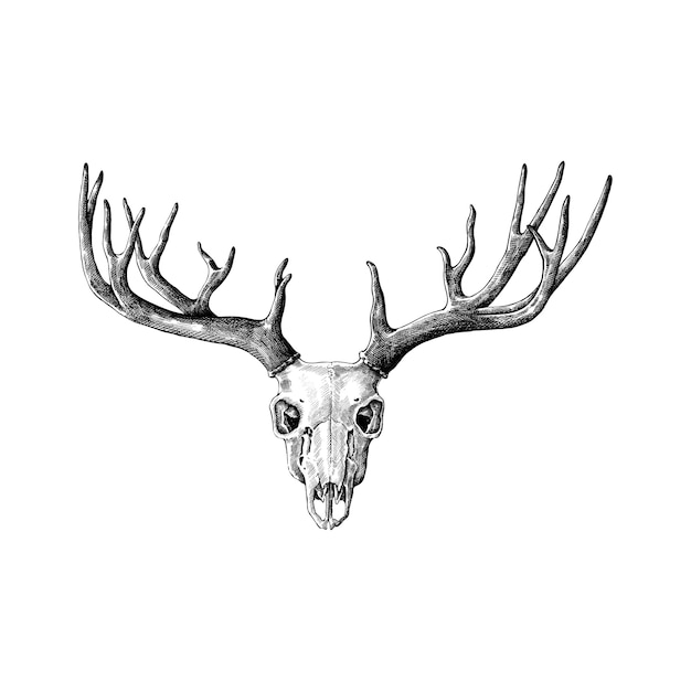 Hand drawn antlers isolated on white background