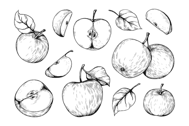 Hand drawn apple pieces Organic vegetable food Whole or half products with leaves and seeds Healthy vitamin vegetarian meal sketch Isolated juicy slices Vector fruit engraving set