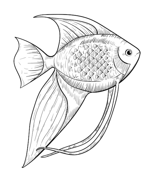 Hand drawn aquarium angelfish isolated on white background