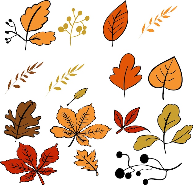 Vector hand drawn autumn elements illustration