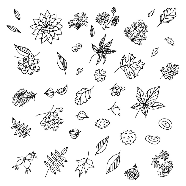 Hand drawn autumn flowers plants and leaves