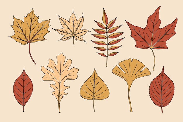 Hand Drawn Autumn Leaves Collection