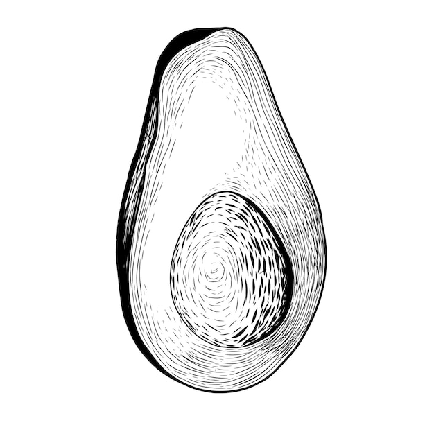 Hand drawn avocado sketch isolated ona white background vector illustration