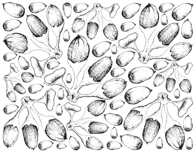 Hand Drawn Background of Buah Dabai Fruits