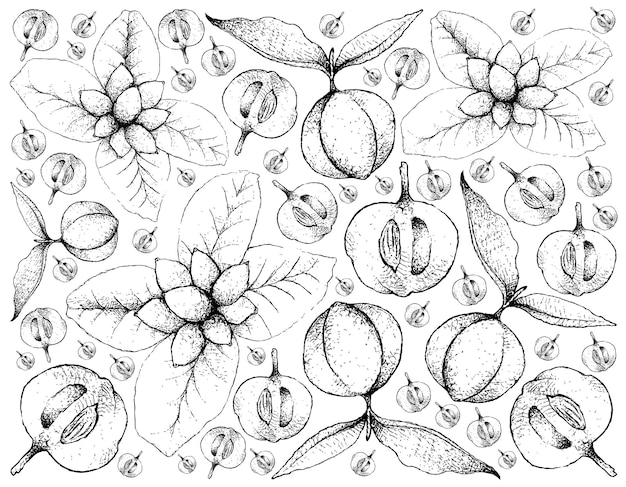 Hand Drawn Background of Ellipeiopsis Cherrevensis and Diospyros Blancoi Fruits