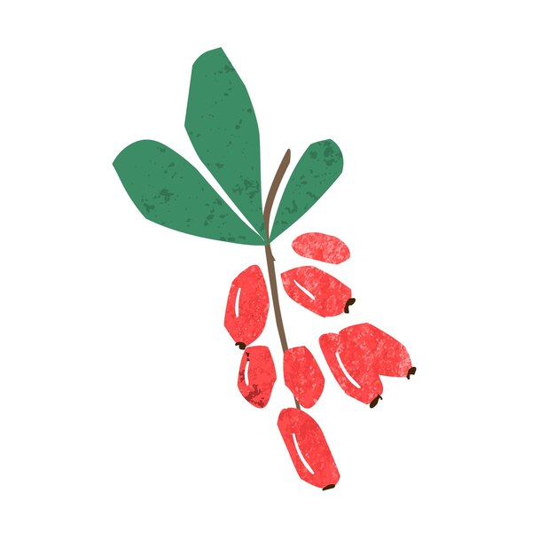 Vector hand drawn barberry bunch with fruit and leaves vector flat illustration. ripe seasonal edible red berries on branch isolated on white background. fresh natural vitamin fruitage.