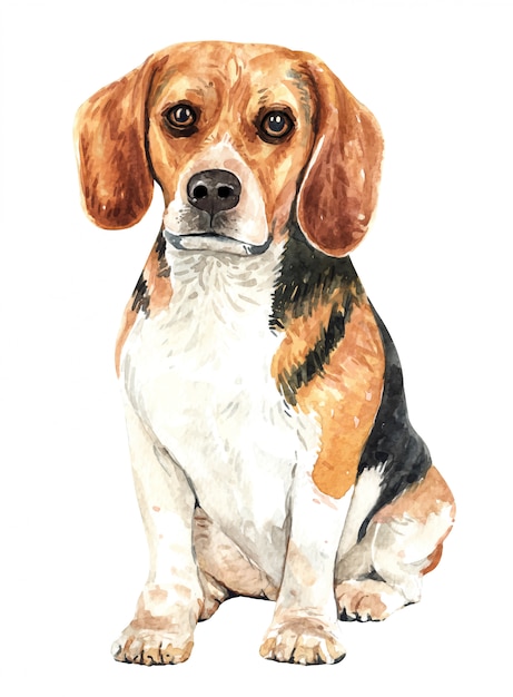 Hand drawn Beagle watercolor dog.