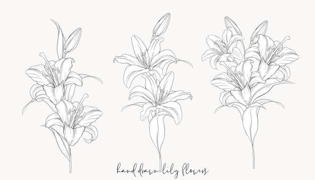 Vector hand drawn beautiful  lily bouquets