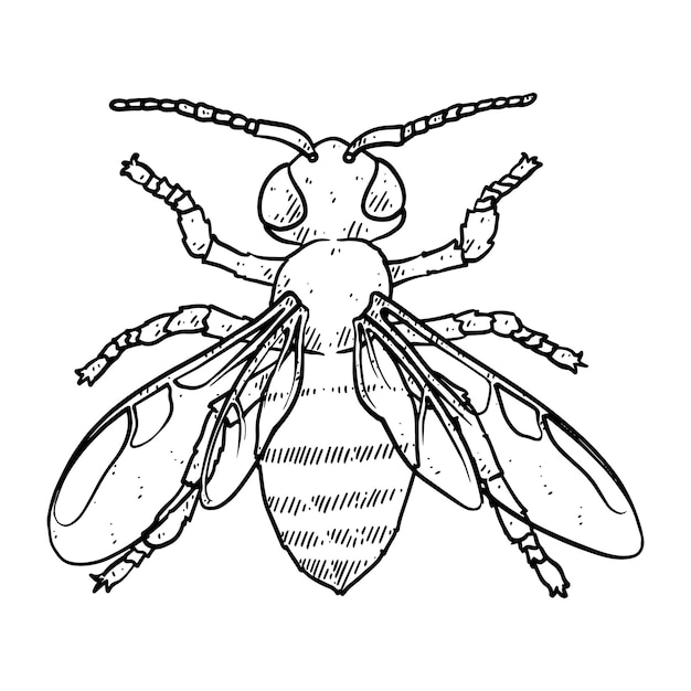 Hand drawn bee in doodle style sketch