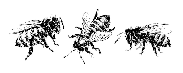 Hand drawn bee sketch black honey vector illustration