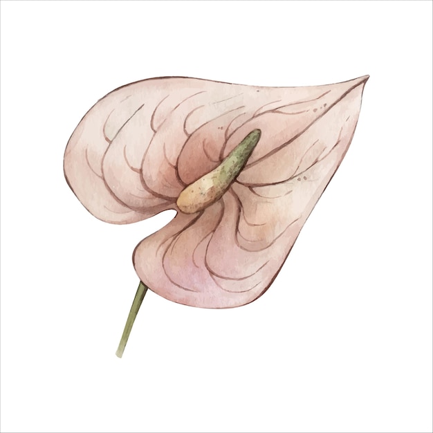 Hand Drawn Beige Watercolor Boho Tropical Anthurium Illustration isolated on white Floral Clipart