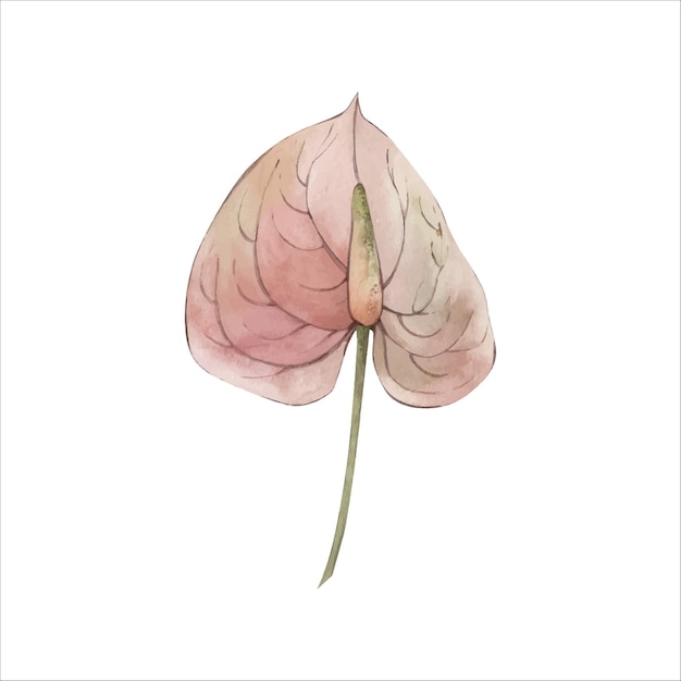 Hand Drawn Beige Watercolor Boho Tropical Anthurium Illustration isolated on white Floral Clipart