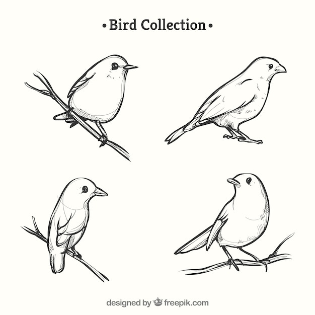 Vector hand drawn bird collection