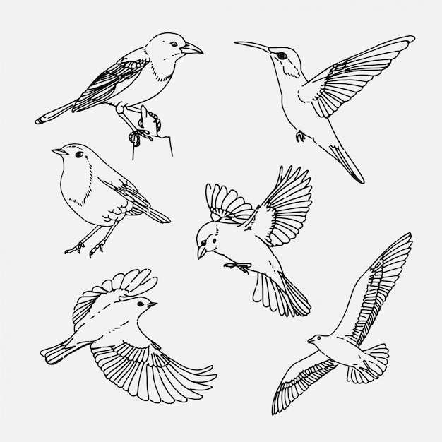 Hand drawn birds collection