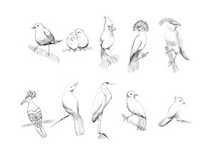 bird drawings