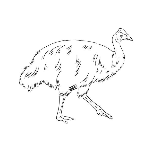 Hand drawn black and white Cassowary in retro style cassowary vector sketch