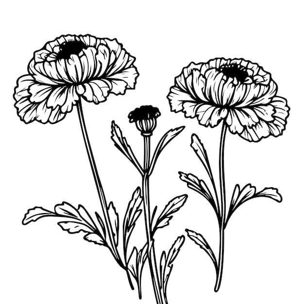 Hand drawn black and white set of marigold flowers