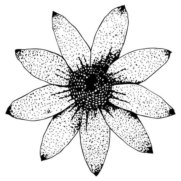 Hand drawn blooming flower