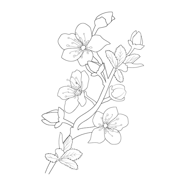 hand drawn botanical spring elements bouquet of cherry flower line art coloring page