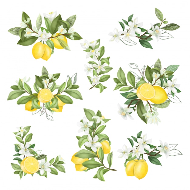 Hand drawn bouquets and compositions of blooming lemon tree branches