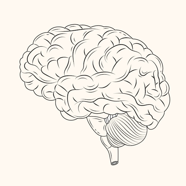 Hand drawn brain drawing illustration