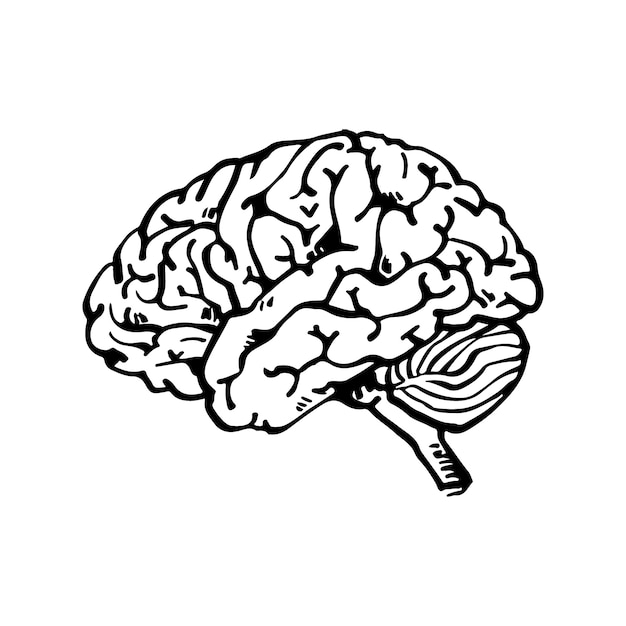 Hand drawn brain  drawing illustration