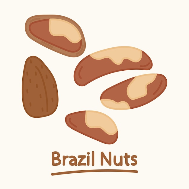 Hand drawn brazil nuts set. Cartoon design food, nut element collection. Natural food.