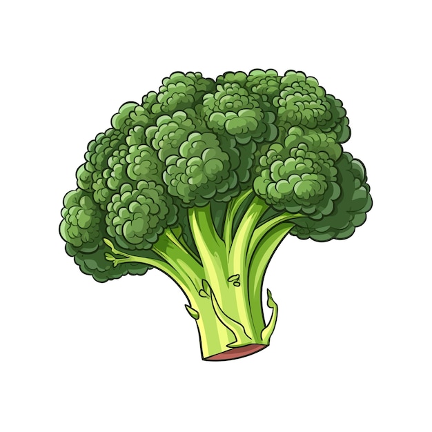 Hand drawn Broccoli cartoon vector illustration clipart white background