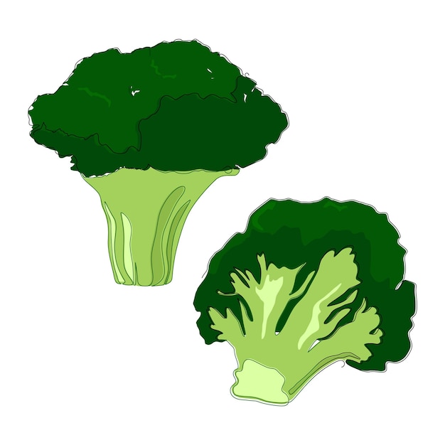 Hand drawn broccoli in flat design