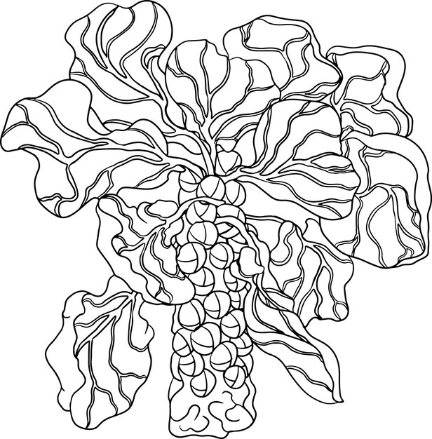 Hand drawn brussels sprouts in engraving style on white background Vector vegetables illustration