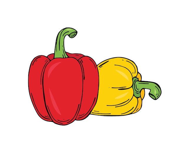 Vector hand drawn  bulgarian pepper, vector illustration. fresh organic vegetable. vector illustration