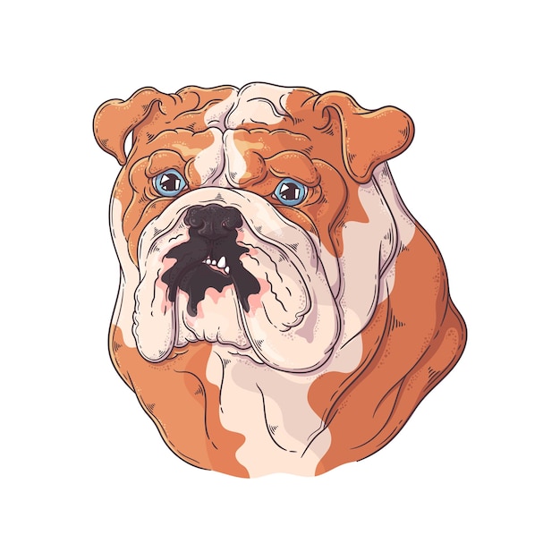 Hand drawn bulldog portrait