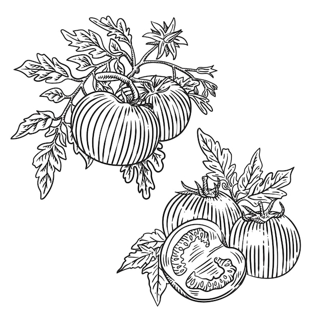 Hand drawn bunch of tomatoes with leaf illustration engraved set