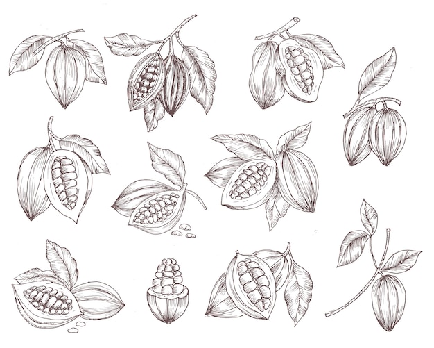 Hand Drawn Cacao Illustration