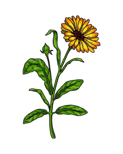 Hand drawn calendula flowering plant isolated on white background Vector illustration